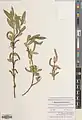 Salix pycnostachya • بید ایرانی
