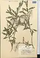 Salix pycnostachya • بید ایرانی