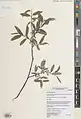 Salix pycnostachya • بید ایرانی