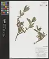 Salix pycnostachya • بید ایرانی
