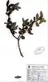 Salix pycnostachya • بید ایرانی