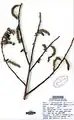 Salix pycnostachya • بید ایرانی