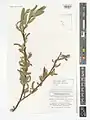 Salix pycnostachya • بید ایرانی