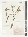 Salix pycnostachya • بید ایرانی
