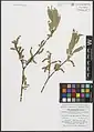 Salix pycnostachya • بید ایرانی