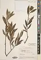 Salix pycnostachya • بید ایرانی