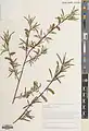 Salix wilhelmsiana • بید ترخونی