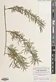 Salix wilhelmsiana • بید ترخونی
