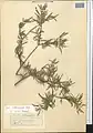 Salix wilhelmsiana • بید ترخونی