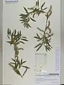 Salix wilhelmsiana • بید ترخونی