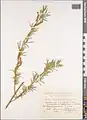 Salix wilhelmsiana • بید ترخونی