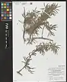 Salix wilhelmsiana • بید ترخونی