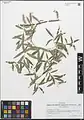 Salix wilhelmsiana • بید ترخونی