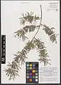 Salix wilhelmsiana • بید ترخونی