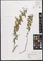 Salix wilhelmsiana • بید ترخونی