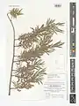 Salix wilhelmsiana • بید ترخونی