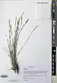 Dianthus crinitus • میخک کرکی