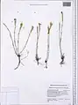 Dianthus crinitus • میخک کرکی