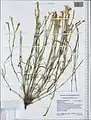 Dianthus crinitus • میخک کرکی