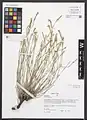 Dianthus crinitus • میخک کرکی