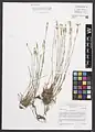 Dianthus crinitus • میخک کرکی