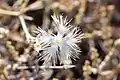 Dianthus crinitus • میخک کرکی