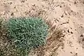 Dianthus crinitus • میخک کرکی
