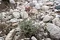 Dianthus crinitus • میخک کرکی