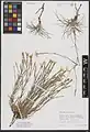 Dianthus crinitus • میخک کرکی