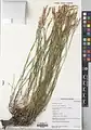 Dianthus crinitus • میخک کرکی