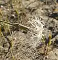 Dianthus crinitus • میخک کرکی