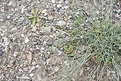 Dianthus crinitus • میخک کرکی