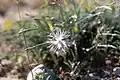 Dianthus crinitus • میخک کرکی