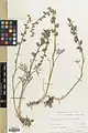 Delphinium uncinatum • زبان‌پس‌قفای سرعصائی