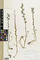 Delphinium uncinatum • زبان‌پس‌قفای سرعصائی