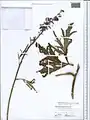 Delphinium schmalhausenii • زبان‌پس‌قفای کلیبری