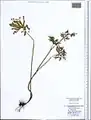 Delphinium schmalhausenii • زبان‌پس‌قفای کلیبری