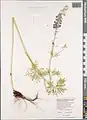 Delphinium schmalhausenii • زبان‌پس‌قفای کلیبری
