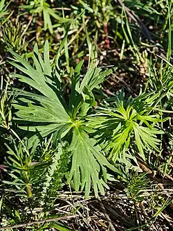 Delphinium schmalhausenii • زبان‌پس‌قفای کلیبری