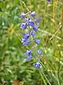Delphinium schmalhausenii • زبان‌پس‌قفای کلیبری