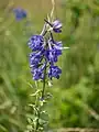 Delphinium schmalhausenii • زبان‌پس‌قفای کلیبری