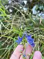 Delphinium schmalhausenii • زبان‌پس‌قفای کلیبری