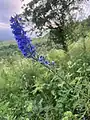 Delphinium schmalhausenii • زبان‌پس‌قفای کلیبری