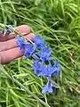 Delphinium schmalhausenii • زبان‌پس‌قفای کلیبری
