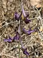 Delphinium peregrinum • زبان‌پس‌قفای غریبه