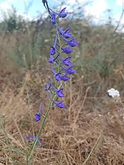 Delphinium peregrinum • زبان‌پس‌قفای غریبه