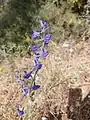 Delphinium peregrinum • زبان‌پس‌قفای غریبه