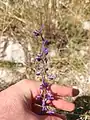 Delphinium peregrinum • زبان‌پس‌قفای غریبه