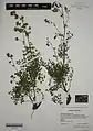 Thalictrum foetidum • برگ سدابی بدبوی