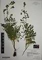 Thalictrum foetidum • برگ سدابی بدبوی